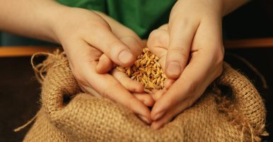 Holding golden colored wheat grains. Close up shot of female and kid's hands doing different things together. Family, home, education, childhood, charity concept. Mother and son or daughter, wealth.