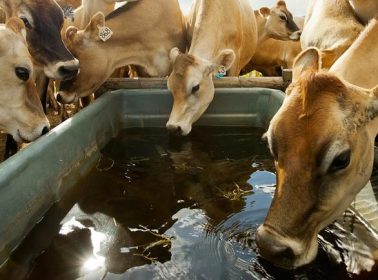 sustainability-animal-welfare-wide sustainability-animal-welfare-wide